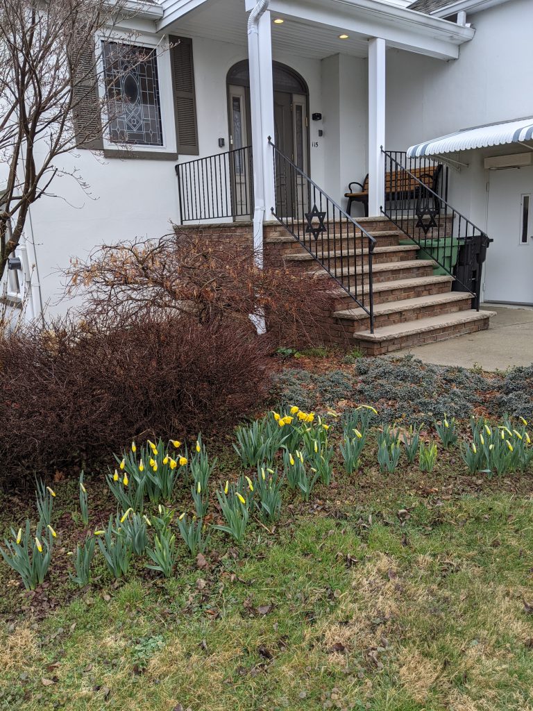 Daffodil Project