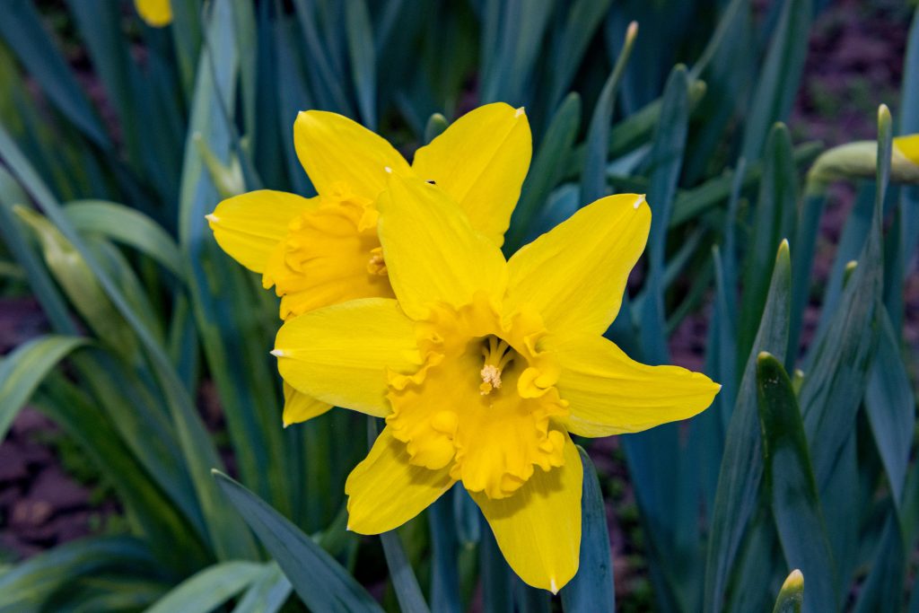 Daffodil Project
