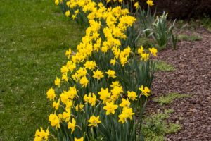 Daffodils 2021 (3 of 10)