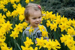 Daffodils 2021 (4 of 10)