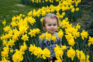 Daffodils 2021 (5 of 10)
