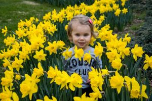 Daffodils 2021 (6 of 10)