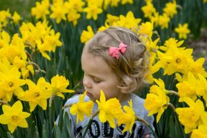 Daffodils 2021 (8 of 10)