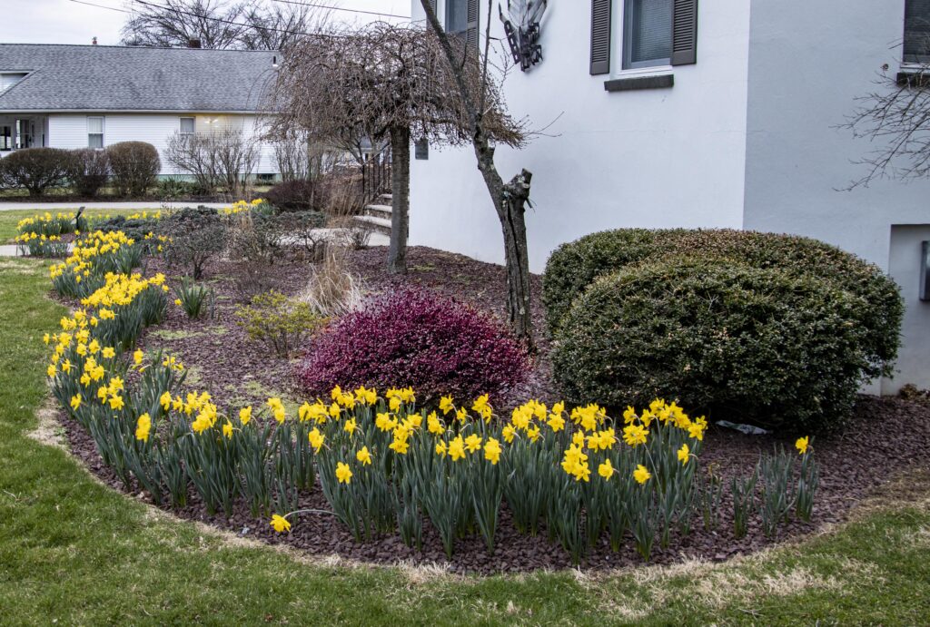 Daffodil Project