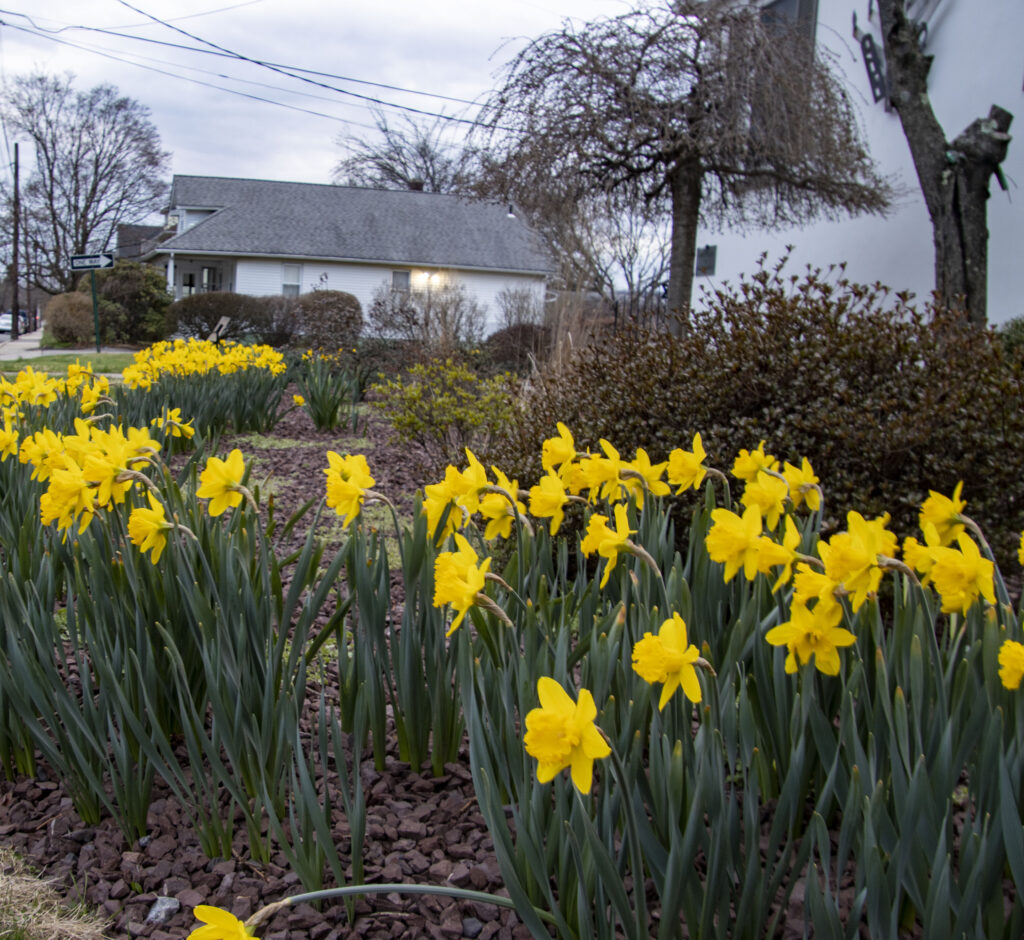 Daffodil Project